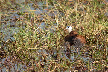 African jacana Actophilornis africanus stretching its wings. Niokolo Koba National Park. Tambacounda. Senegal.