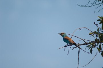 Abyssinian roller Coracias abyssinicus on a branch. Niokolo Koba National Park. Tambacounda. Senegal.