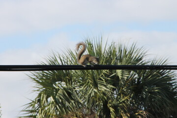 Squirrel Eichhörnchen