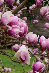 Obraz na płótnie Canvas pink magnolia flowers