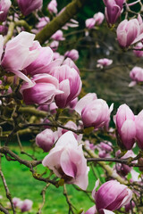 Obraz premium pink magnolia. bloom.