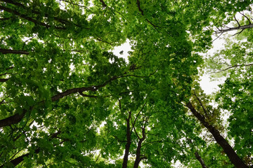 Obraz premium leaves in the sun