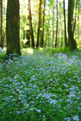 green forest with wild blue flowers close up, abstract natural background. Forget me not flowers on forest glade.  Beautiful atmosphere harmony landscape. spring summer season. relax, harmony mood.