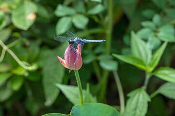 A dragonfly perches on a newly emerged bud of a pink lotus flower