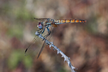 Dragonfly photographed in their natural environment.