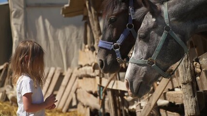 A child feeds horses on farm. little girl give food sugar on hands stallions in zoo. Ranch with horses and small child. Children play with pets. Childhood on farm in countryside. friendship with pets