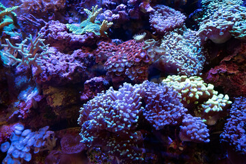 Naklejka na ściany i meble Tropical reef coral underwater with a variety of colourful sea anenomes.