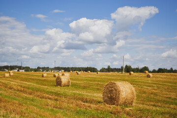 Fototapeta premium hay bales in the field