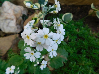 A bunch of beautiful, pretty petit white flowers in bloom with green leaves filling the background