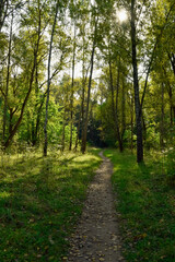 Fototapeta premium path in the forest