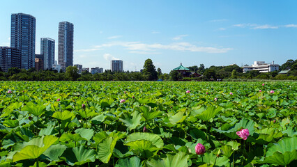 Fototapeta na wymiar 真夏の上野公園の不忍池の蓮畑