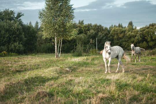 A white horse grazes in a meadow at sunset. Image in retro style.