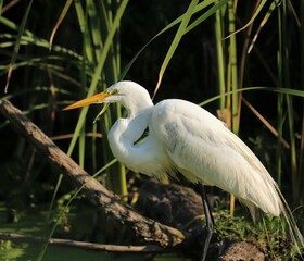 Great White Egret Heron 