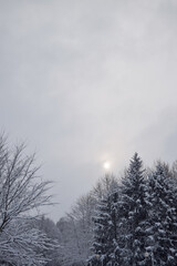 snow covered trees in winter