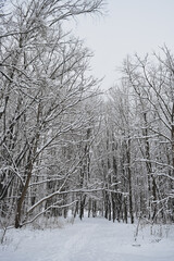 snow covered trees