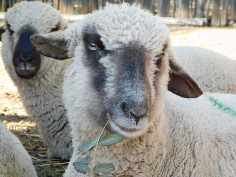 A closeup, front view of a Hampshire Down Ewe face with a twig full of leaves hanging out from the side of the mouth. Very cute and funny photo