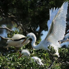 Young Great White Egret Heron in Breeding Colony 