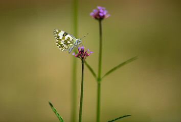Butterflies on little purple flowers