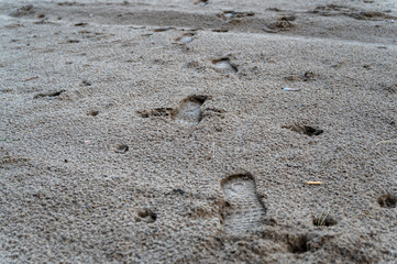 Traces on the wet sand. Footprints and dog paw prints in a distant perspective. A sag with a pet along the shore. Selective focus.
