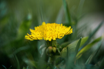 Yellow flower on the green background. Close up, selektive focus.