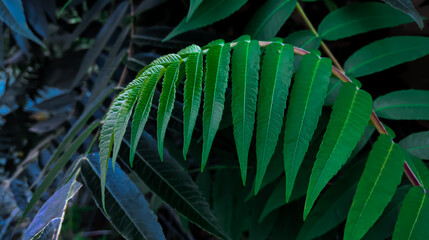 stock photo of dark green tropical foliage. 