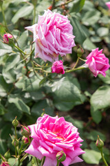 初夏の公園に咲くピンクのバラ
