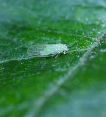 Adult winged apple sucker (Cacopsylla mali) on an apple leaf
