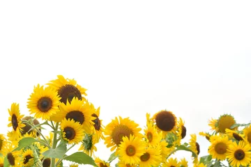Zelfklevend Fotobehang Sunflowers on a white background © tamayura39