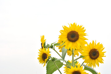 Sunflowers on a white background