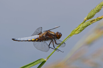 Dragonfly over the river. Insect.