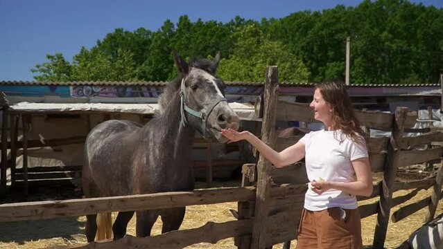 woman feeds horse on farm. Caucasian woman caring for a stallion at a ranch. Friendship between animal and human. Pet care. Tourist in the zoo. Hand feed pony behind fence. Stroking horse head.