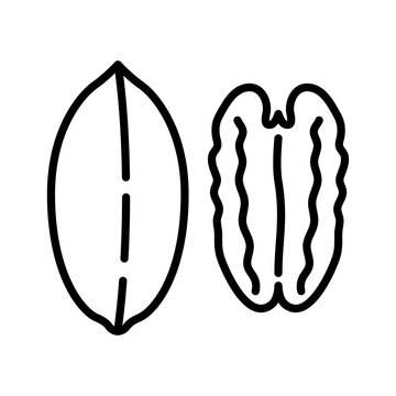 Pecan nuts icon. Pictogram isolated on a white background.