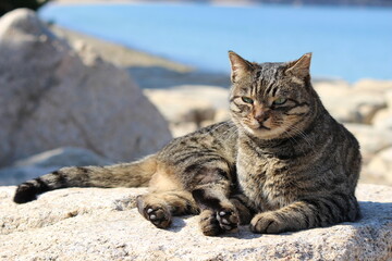 太太しい猫