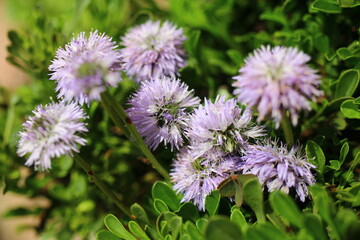 kulnik sercolistny globularia cordifolia