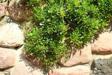 kulnik sercolistny globularia cordifolia