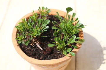Fototapeta premium kulnik sercolistny globularia cordifolia