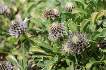 kulnik sercolistny globularia cordifolia