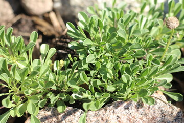 kulnik sercolistny globularia cordifolia