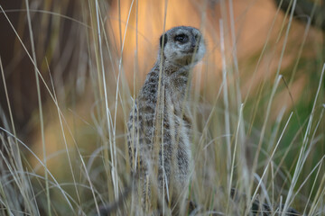 meerkat on the ground