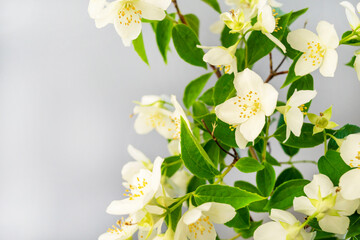 Twirls of blooming white flowers and green leaves of an ornamental shrub. Chubushnik. Philadelphus or Jasminum