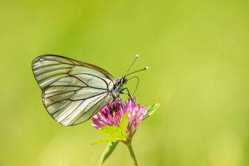 Beautiful large butterfly, the black- veined white, Aporia crataegi, feeding on a clover flower on a sunny summer day in Estonian nature