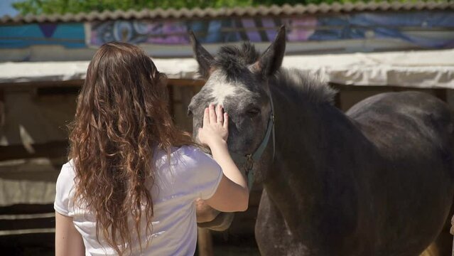 back woman feeds horse on farm. Caucasian woman caring for stallion at ranch. Friendship between animal and human. Pet care. Tourist in zoo. Hand feed pony behind fence. Stroking horse head. no face