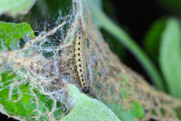 Yponomeuta malinellus or apple ermine moth larvae on apple tree in its web close up macro.