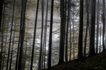 Obraz premium Wald mystisch
