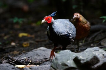 タイやミャンマーの国立公園の熱帯雨林に生息するしま模様と赤い顔が美しいキジの仲間、ミヤマハッカン