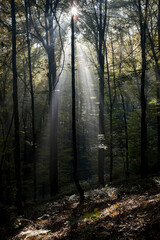 Obraz premium Wald mystisch