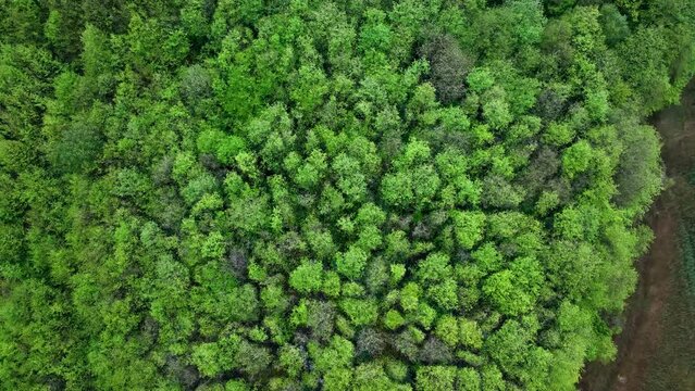 Alder forest in spring seen from a drone in the Ag&uuml;era river marsh in Ori&ntilde;on. In the Eastern Coastal Mountain, in the Cantabrian Sea. Ori&ntilde;on, Municipality of Castro Urdiales, Cantabria, Spain, Europe
