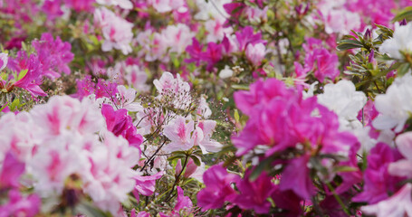 Fototapeta na wymiar Rhododendron flower in the garden