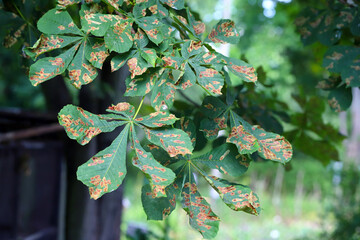 Common horse-chestnut (Aesculus hippocastanum) leaves damaged by horse-chestnut leaf miner...