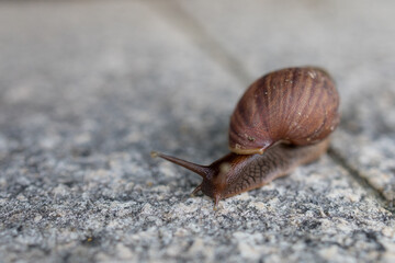 Helix snail on the floor